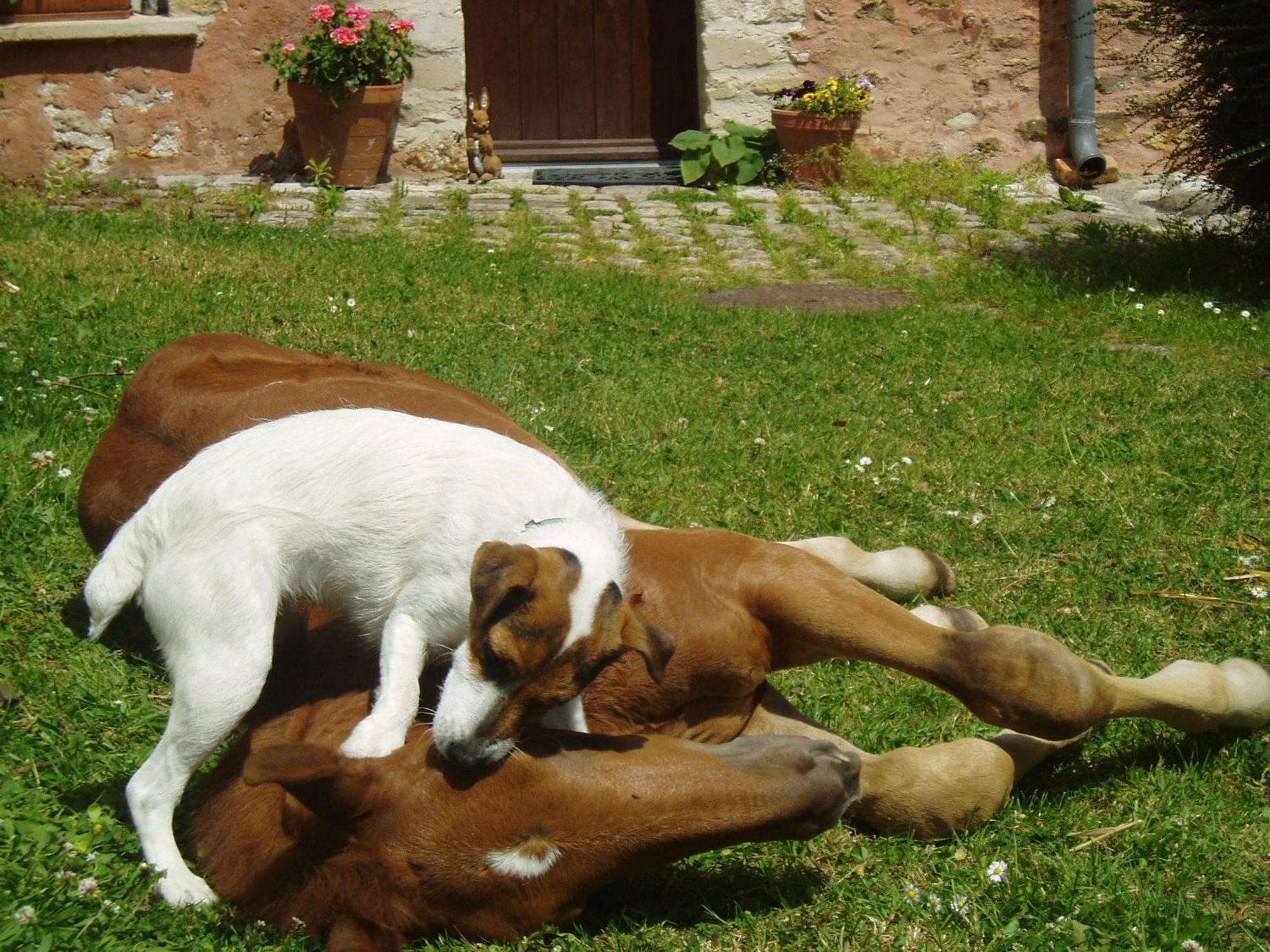La Ferme Rose Bed & Breakfast แซร์ฌี ภายนอก รูปภาพ